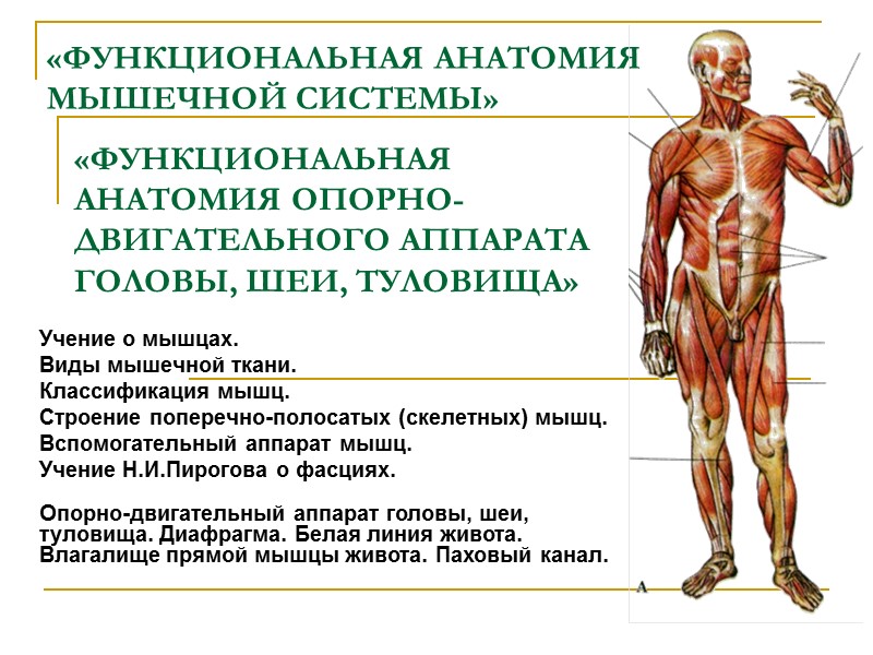 «ФУНКЦИОНАЛЬНАЯ АНАТОМИЯ МЫШЕЧНОЙ СИСТЕМЫ»  Учение о мышцах.  Виды мышечной ткани.  Классификация